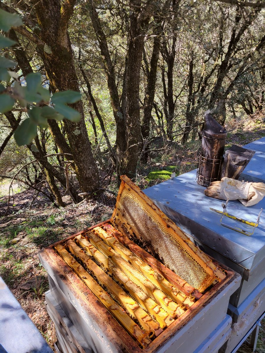 Paisatge de bosc de roures i alzines a mitja muntanya de Lleida