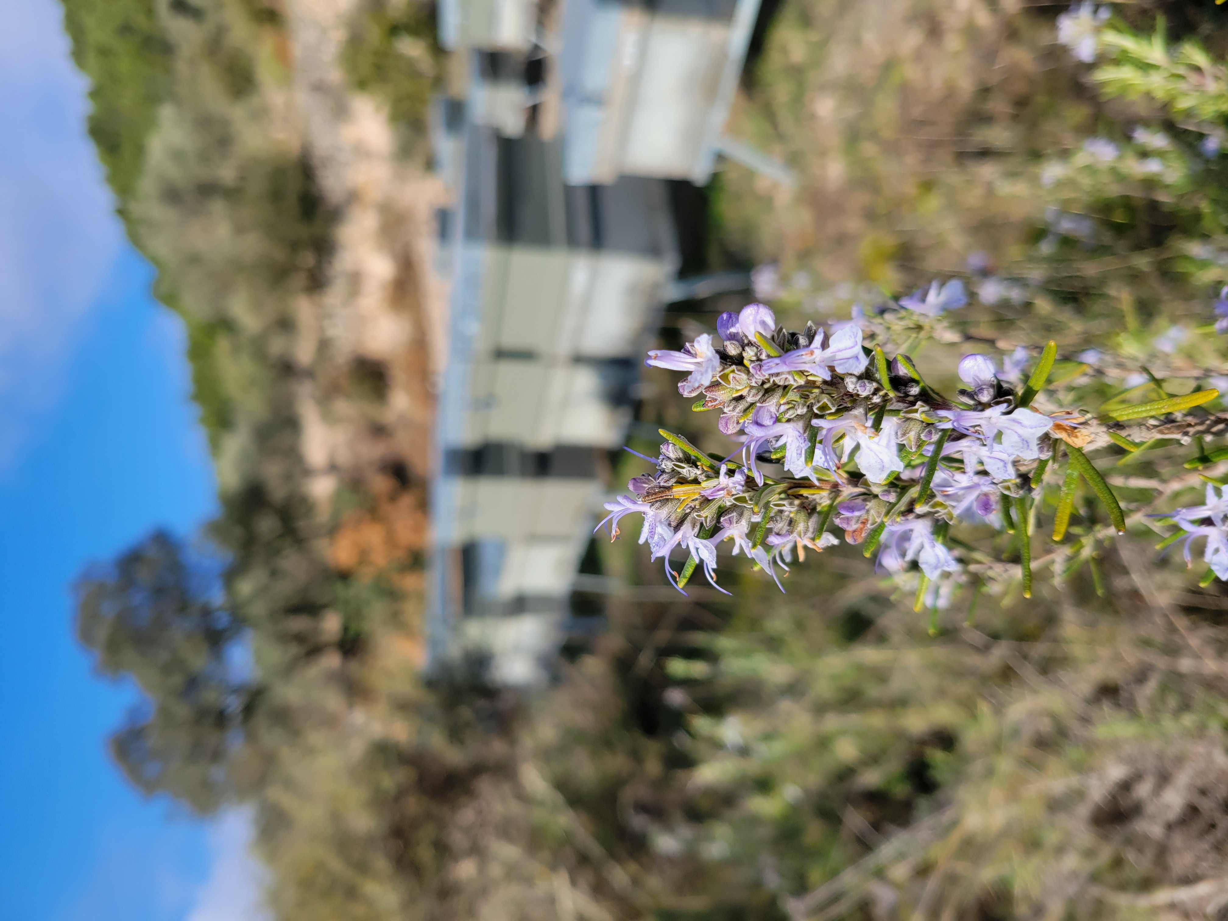 Educació ambiental i divulgació de la vida de les abelles per NaturApícola